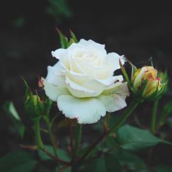 Роза Атена 1