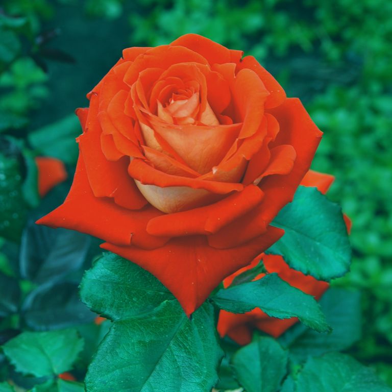 Роза Верано