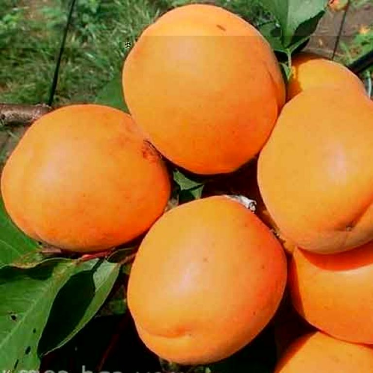 Сорта абрикоса, ранние, средние, поздние сорта абрикосы в Бахмутскомпитомнике