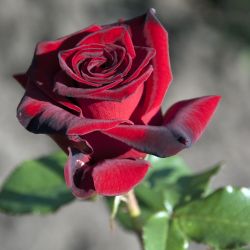 Роза Блек Меджик 1