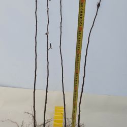 Підщепа для груші Айва Сідо 8-10 мм 3