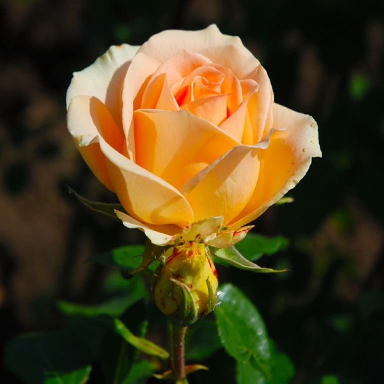 Роза Версілія