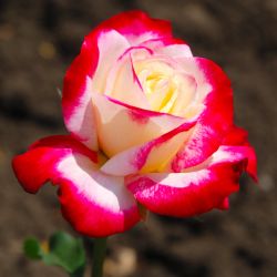 Роза Дабл Де Лайн 1