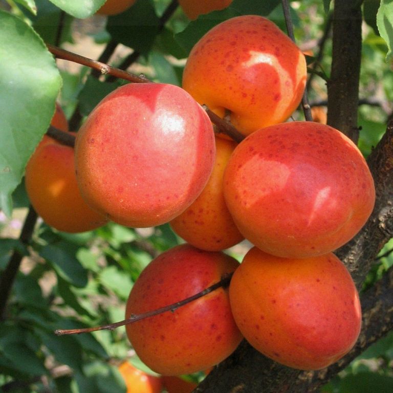 Сорта абрикоса, ранние, средние, поздние сорта абрикосы в Бахмутскомпитомнике