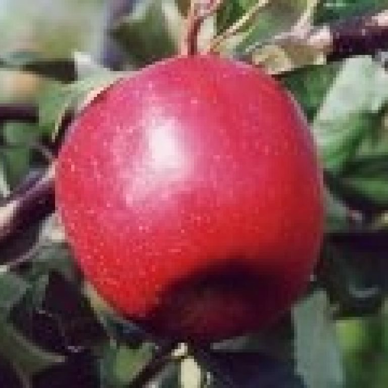 Яблуня Фуджі  клон А