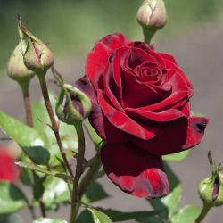 Роза Блек Меджик 2