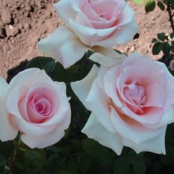 Роза Фламинго 2