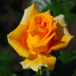 Роза Голден Моника 1