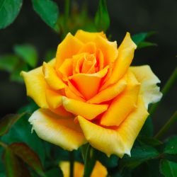 Роза Голден Моника 3