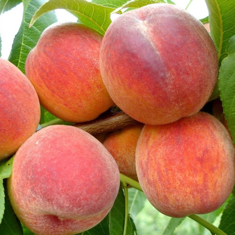 Сорт персика, ранние, средние, поздние сорта персика в Бахмутском питомнике