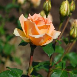 Роза Версилия 1