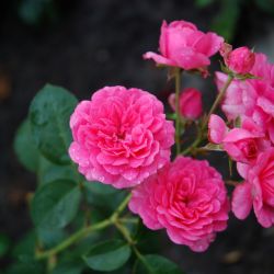 Роза Хобі 4