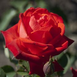 Роза Літке 5