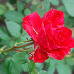 Роза Ред Інтуішн 1