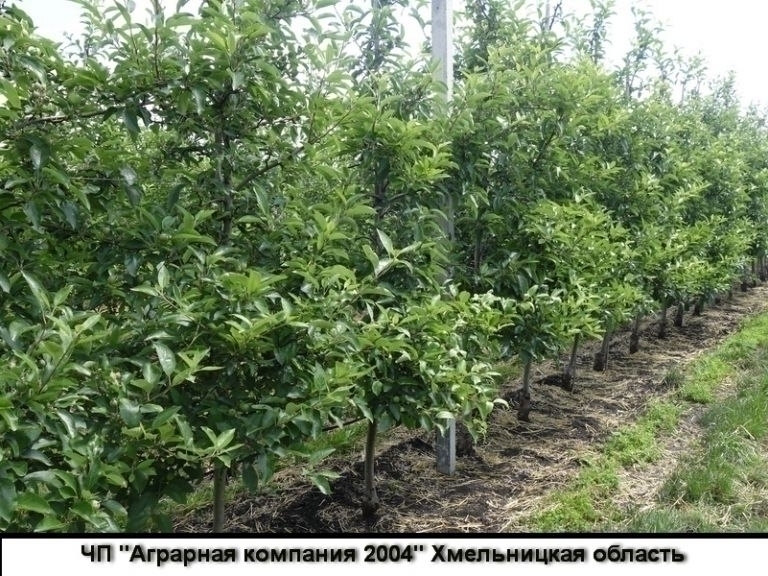 ЧП Аграрная компания 2004, Хмельницкая область
